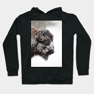 American bison (C011/1570) Hoodie